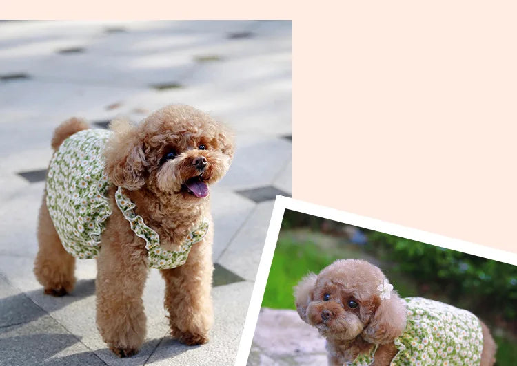 Floral Dresses Cats and Dogs