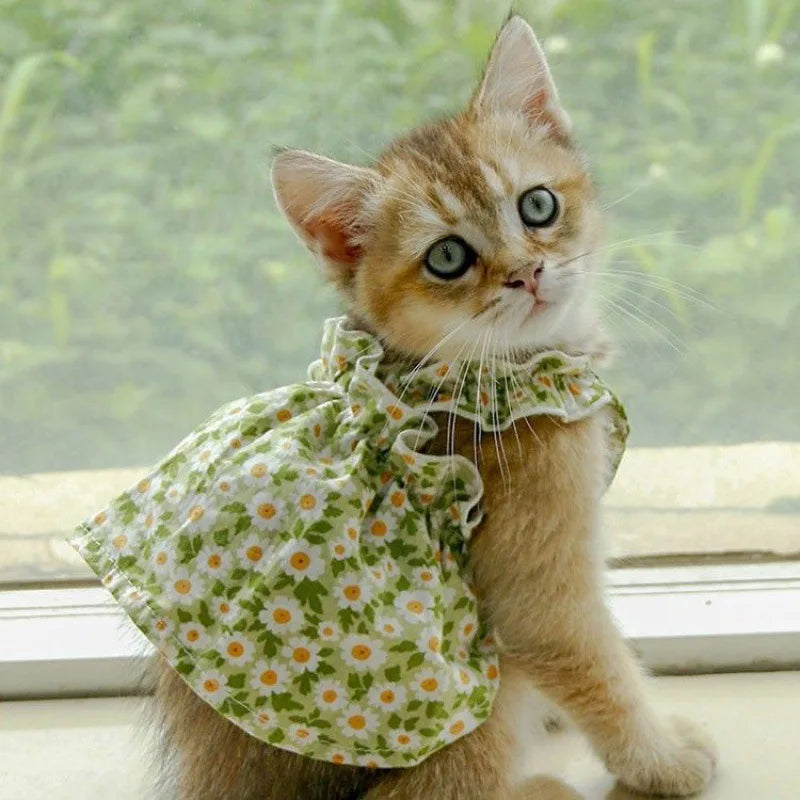 Floral Dresses Cats and Dogs